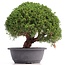 Juniperus chinensis Kishu, 27 cm, ± 18 anni