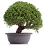 Juniperus chinensis Kishu, 27 cm, ± 18 años