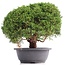 Juniperus chinensis Kishu, 27 cm, ± 18 anni