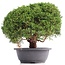 Juniperus chinensis Kishu, 27 cm, ± 18 years old