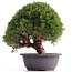 Juniperus chinensis Kishu, 27 cm, ± 18 anni