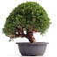 Juniperus chinensis Kishu, 27 cm, ± 18 years old