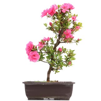 Rhododendron indicum, 40 cm, ± 12 Jahre alt