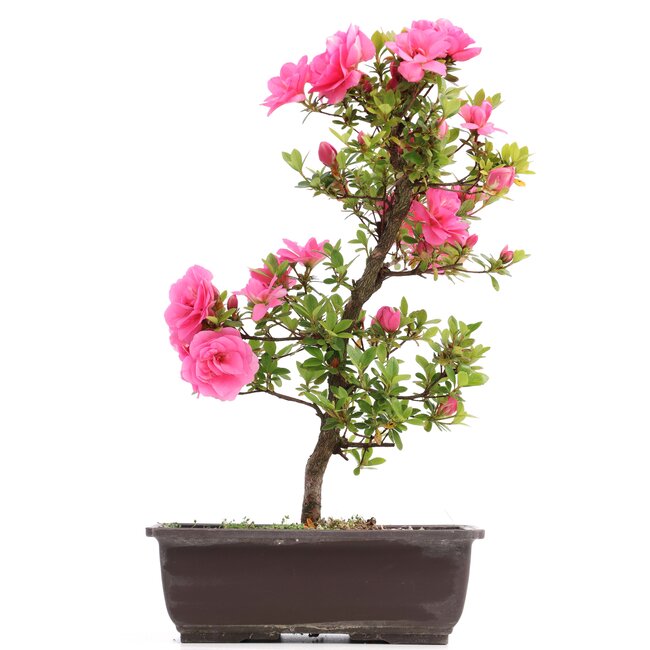 Rhododendron indicum, 40 cm, ± 12 jaar oud, met roze bloemen