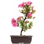 Rhododendron indicum, 40 cm, ± 12 jaar oud, met roze bloemen