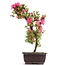 Rhododendron indicum, 40 cm, ± 12 jaar oud, met roze bloemen