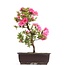 Rhododendron indicum, 40 cm, ± 12 jaar oud, met roze bloemen