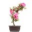 Rhododendron indicum, 40 cm, ± 12 jaar oud, met roze bloemen