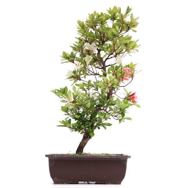 Rhododendron indicum, 45 cm, ± 12 anni, con fiori bianchi e rosa