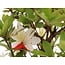 Rhododendron indicum, 45 cm, ± 12 years old, with white and pink flowers