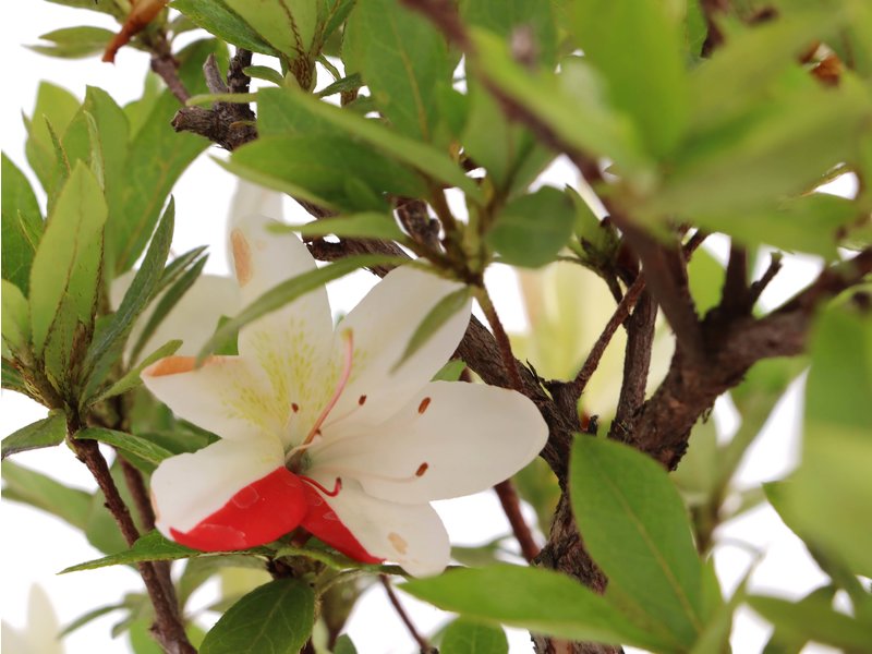 Rhododendron indicum, 45 cm, ± 12 Jahre alt, mit weißen und rosa Blüten