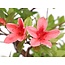 Rhododendron indicum, 45 cm, ± 12 anni, con fiori bianchi e rosa