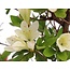 Rhododendron indicum, 45 cm, ± 12 jaar oud, met witte en roze bloemen