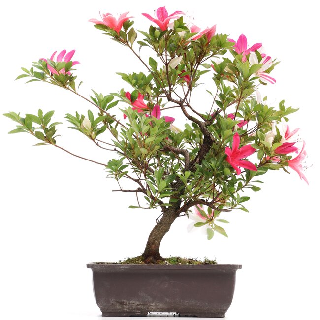 Rhododendron indicum, 38 cm, ± 12 anni, con fiori multicolori bianchi e rosa