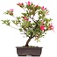 Rhododendron indicum, 38 cm, ± 12 anni, con fiori multicolori bianchi e rosa