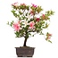 Rhododendron indicum, 38 cm, ± 12 ans, aux fleurs multicolores blanches et roses