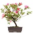 Rhododendron indicum, 38 cm, ± 12 anni, con fiori multicolori bianchi e rosa