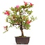 Rhododendron indicum, 38 cm, ± 12 anni, con fiori multicolori bianchi e rosa