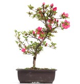Rhododendron indicum, 42 cm, ± 12 Jahre alt, mit rosa Blüten