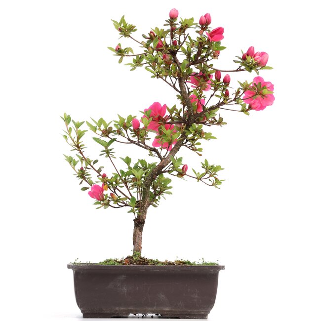 Rhododendron indicum, 42 cm, ± 12 anni, con fiori rosa