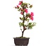 Rhododendron indicum, 42 cm, ± 12 anni, con fiori rosa