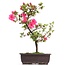 Rhododendron indicum, 42 cm, ± 12 anni, con fiori rosa