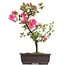 Rhododendron indicum, 42 cm, ± 12 years old, with pink flowers