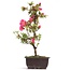 Rhododendron indicum, 42 cm, ± 12 anni, con fiori rosa