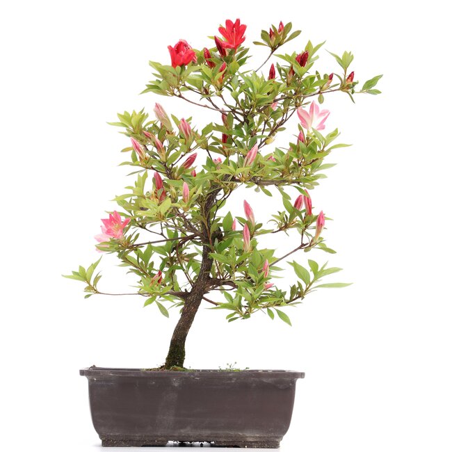 Rhododendron indicum, 40 cm, ± 12 jaar oud, met roze bloemen