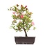 Rhododendron indicum, 40 cm, ± 12 jaar oud, met roze bloemen