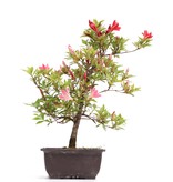 Rhododendron indicum, 40 cm, ± 12 Jahre alt, mit rosa Blüten
