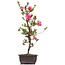 Rhododendron indicum, 51 cm, ± 12 jaar oud, met roze bloemen