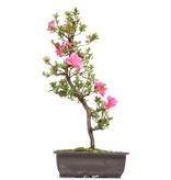 Rhododendron indicum, 51 cm, ± 12 Jahre alt, mit rosa Blüten
