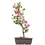 Rhododendron indicum, 51 cm, ± 12 anni, con fiori rosa