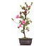 Rhododendron indicum, 51 cm, ± 12 anni, con fiori rosa