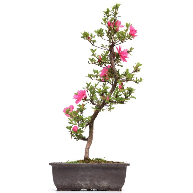 Rhododendron indicum, 47 cm, ± 12 jaar oud, met roze bloemen