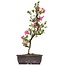 Rhododendron indicum, 47 cm, ± 12 anni, con fiori rosa