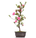 Rhododendron indicum, 47 cm, ± 12 Jahre alt, mit rosa Blüten