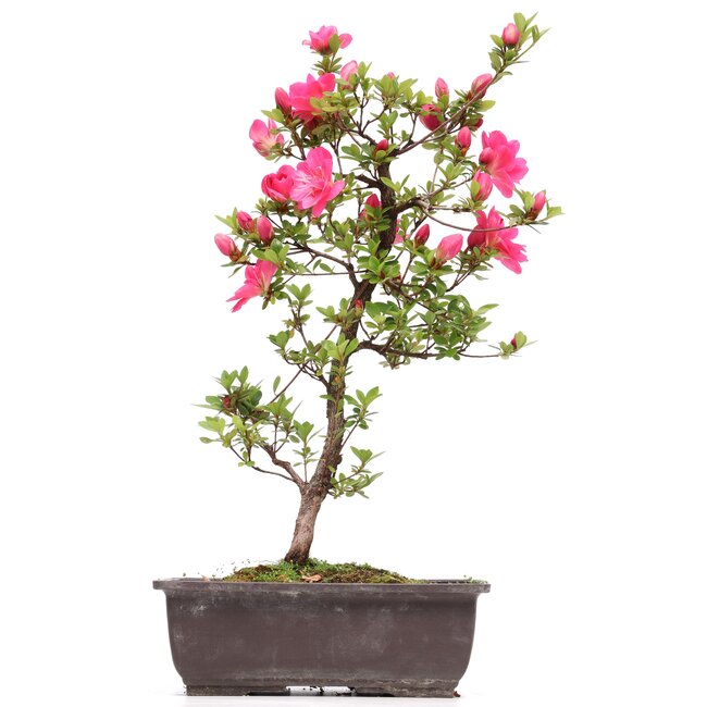 Rhododendron indicum, 40 cm, ± 12 Jahre alt, mit rosa Blüten