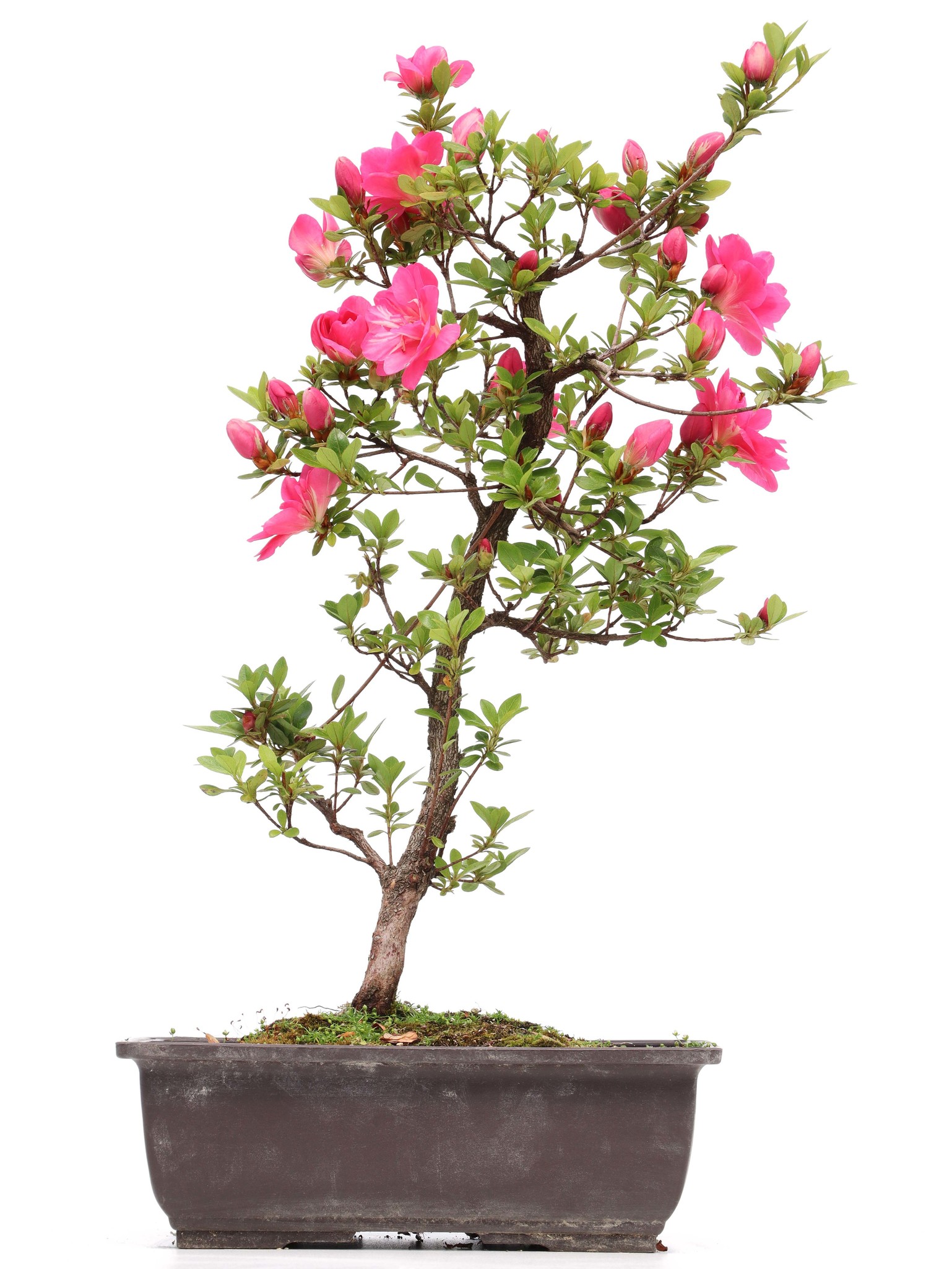 Rhododendron indicum, 40 cm, ± 12 años, con flores rosadas - Bonsai Plaza Rhododendron indicum, 40 cm, ± 12 años, con flores rosadas - Bonsai Plaza