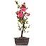 Rhododendron indicum, 40 cm, ± 12 jaar oud, met roze bloemen