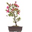 Rhododendron indicum, 40 cm, ± 12 jaar oud, met roze bloemen