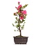 Rhododendron indicum, 40 cm, ± 12 anni, con fiori rosa