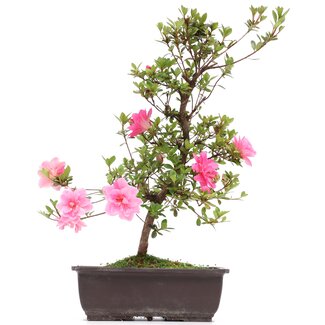 Rhododendron indicum, 40 cm, ± 12 anni