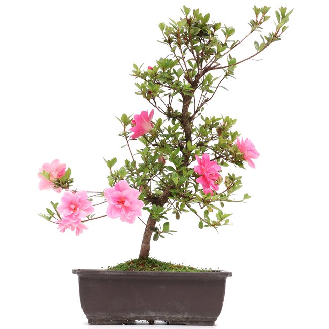 Rhododendron indicum, 40 cm, ± 12 anni, con fiori rosa