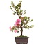 Rhododendron indicum, 40 cm, ± 12 anni, con fiori rosa