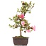 Rhododendron indicum, 40 cm, ± 12 anni, con fiori rosa