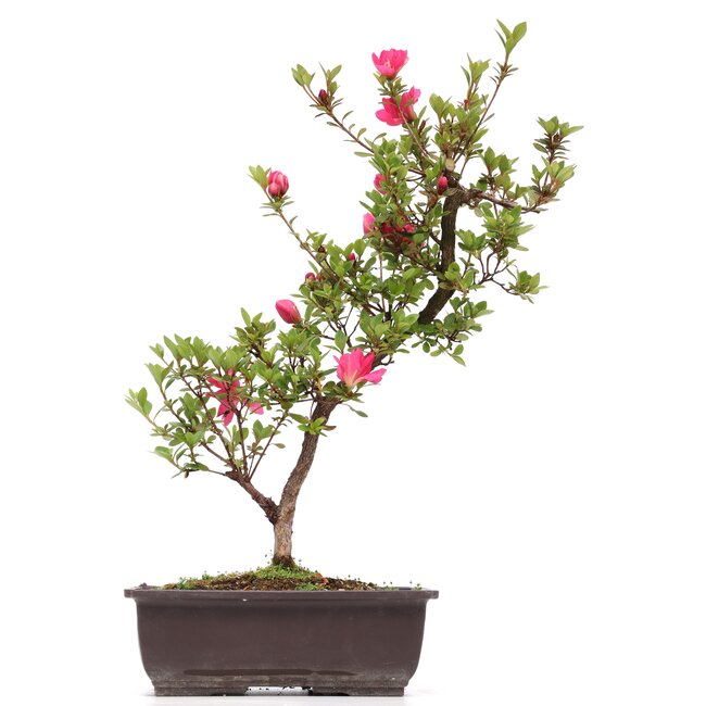 Rhododendron indicum, 42 cm, ± 12 anni, con fiori rosa