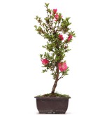 Rhododendron indicum, 42 cm, ± 12 Jahre alt, mit rosa Blüten