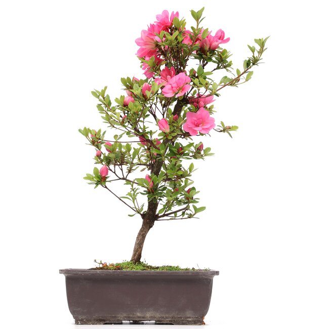 Rhododendron indicum, 41 cm, ± 12 anni, con fiori rosa